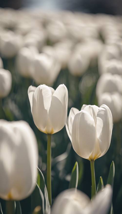 Graziosi tulipani bianchi che ondeggiano dolcemente in un ventilato pomeriggio primaverile. Sfondo [6f80bfd34edd4040bc13]