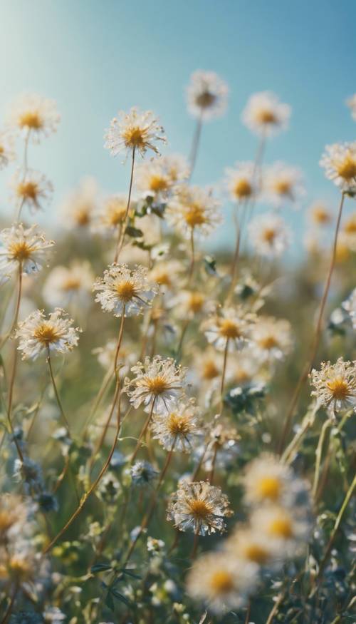 一簇幾何野花，在蔚藍的天空下寧靜的草地上輕輕搖曳。 牆紙 [be07c5c0ebbb4b5d9b31]