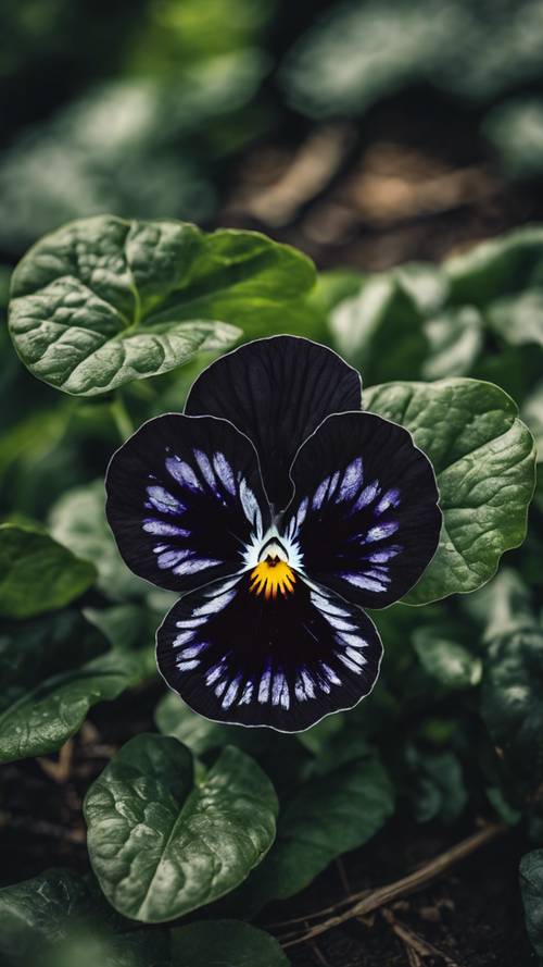 A black pansy with its unique pattern like a butterfly's wings nestled among the lush green garden foliage.
