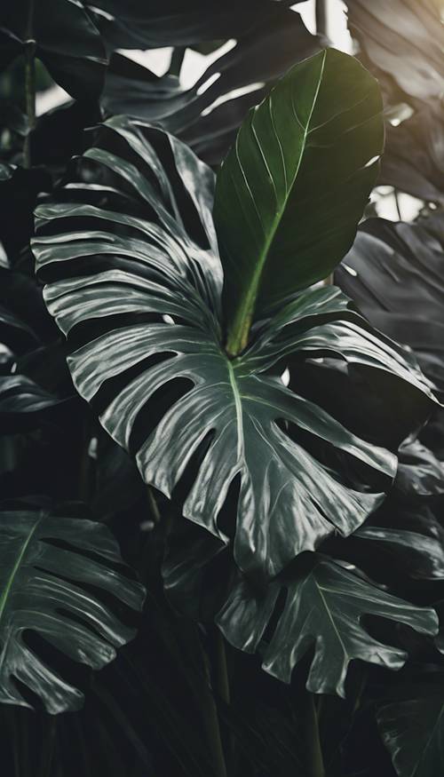 Eine exotische schwarze Tropenpflanze mit großen, breiten Blättern.