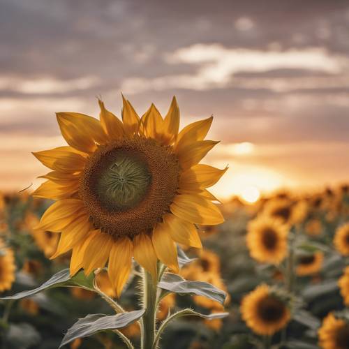 Uma imagem de foco suave de um girassol amarelo contra um pôr do sol como pano de fundo.
