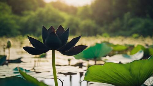 Un gros plan des pétales veloutés d’un lotus noir sur un marais vert vif.