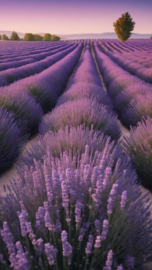 Penggambaran ladang lavender yang ramping dan modernis saat fajar. 