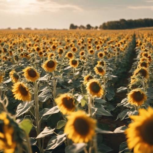 Ein Sonnenblumenfeld, jede Blume wendet ihr Gesicht treu der warmen Sommersonne zu.
