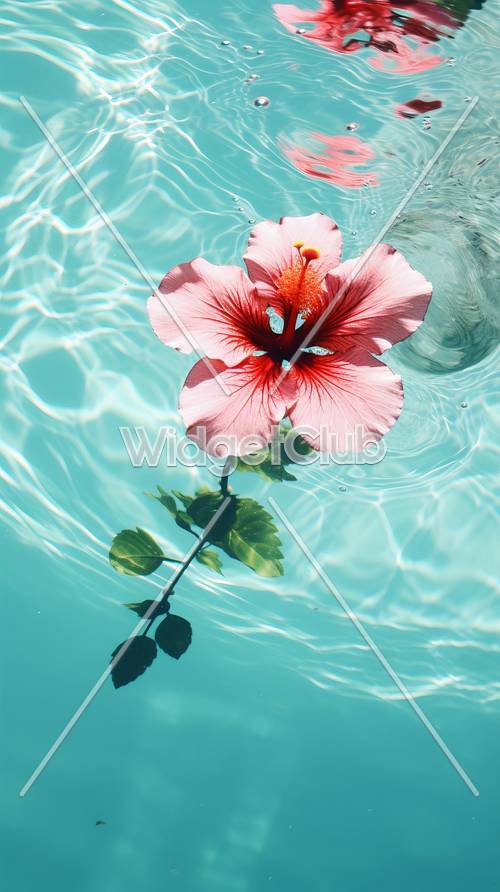 زهرة وردية جميلة تطفو في الماء