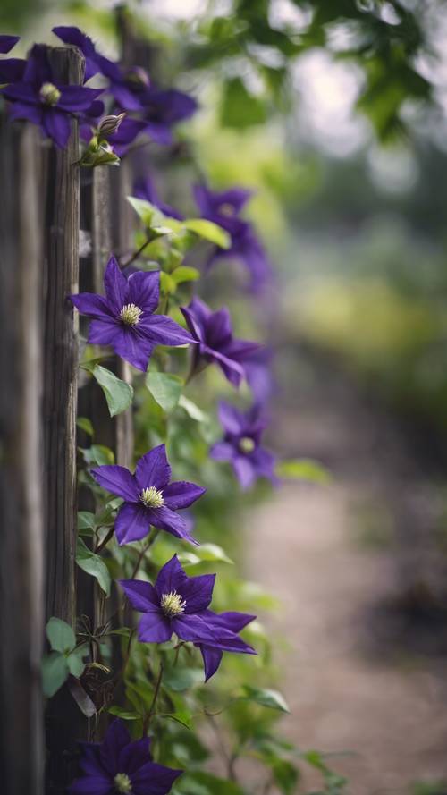Attention-commanding sight of a black clematis climbing on a weather-beaten old fence.
