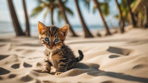 A Sokoke kitten playing in the sand under the swaying coconut trees of a beachfront, reflecting the playful spirit of Africa.