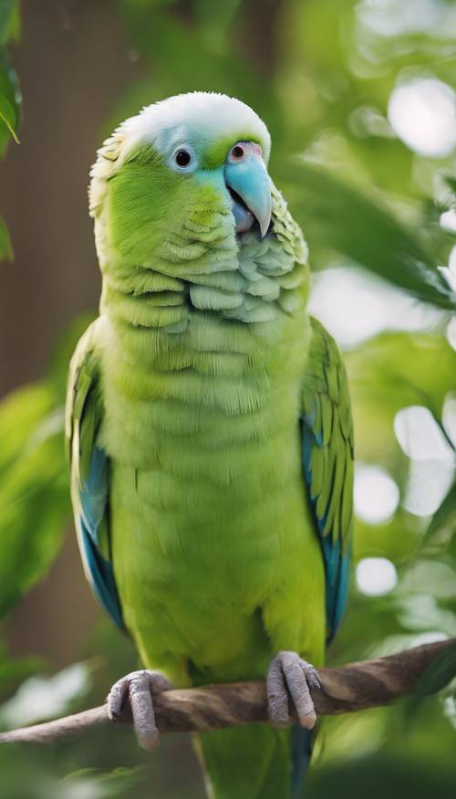 A curious green parakeet, its head slightly tilted, looking directly at the camera amidst a background of fresh, leafy foliage. Tapeta [f0831b2fa49e45d49666]