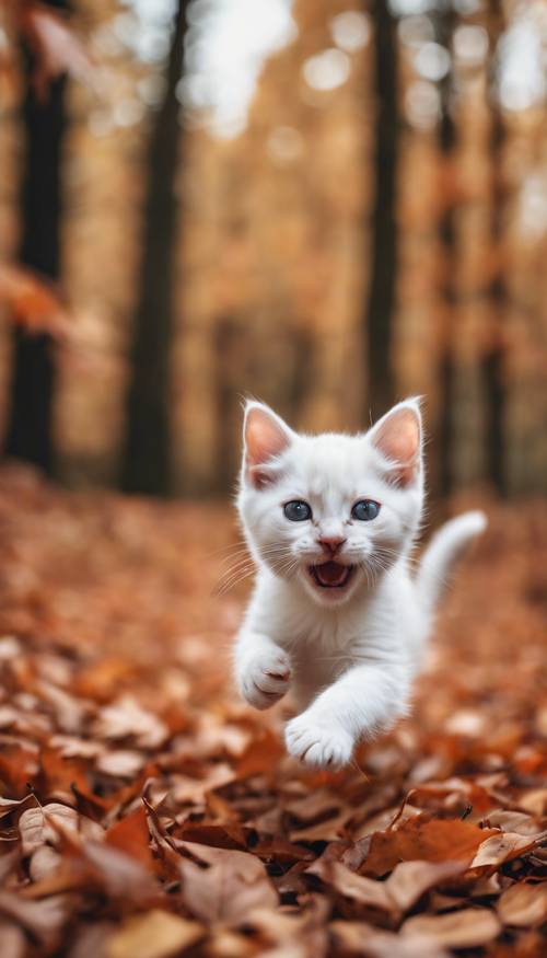 一隻頑皮的白色小貓在森林裡撲向色彩繽紛的秋葉。