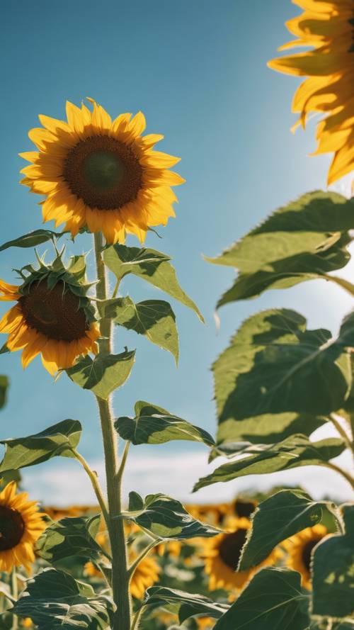 Retrato de um campo de girassóis florescendo sob o sol de junho, com um céu azul claro ao fundo.