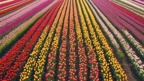 Pemandangan ladang tulip dari atas, menampilkan deretan bunga berwarna-warni.