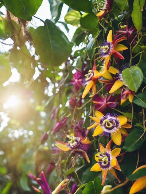 A passion flower vine laden with ripe fruits and vibrant flowers in a tropical setting.