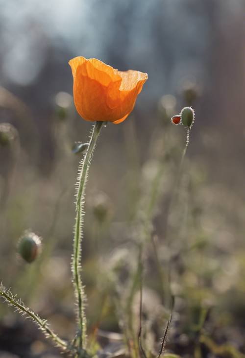 A tiny orange poppy bud, just beginning to sprout in the early spring. Tapet [5aeef13172d64c7abdc1]