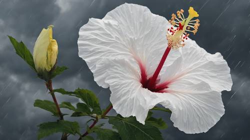 Uma única flor de hibisco branco nublado contrastando com um céu cinza tempestuoso.