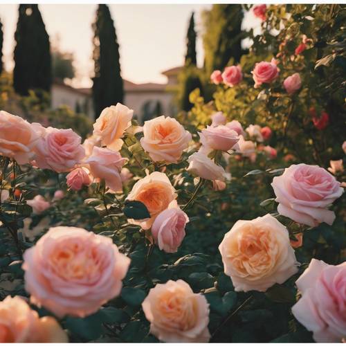 An Italian villa's garden bursting with colourful blossoming roses during golden hour.