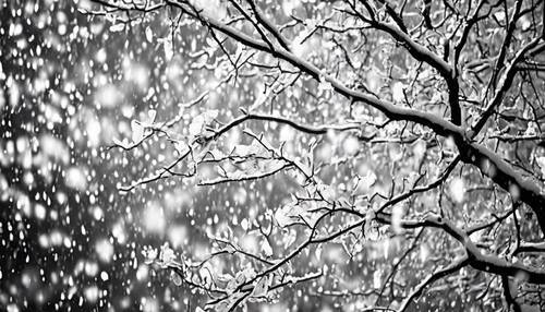 White leaves filling the sky in a surreal, monochrome snowfall. Tapet [bb870ba4982b40f9957f]