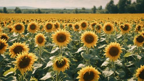 A peaceful sunflower field under the clear day with the quote 'What lies behind us and what lies before us are tiny matters compared to what lies within us.' hidden in the array of sunflowers. Tapéta [29e768638aa04cb28d89]