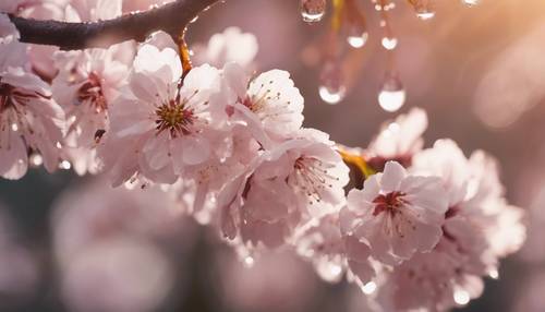 Foto close-up bunga sakura dengan tetesan embun yang memantulkan sinar matahari pagi.