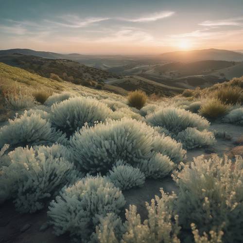 Ein mit Salbeipflanzen bedeckter Hügel unter einem frühen Morgenhimmel.