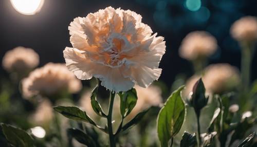 A tan carnation surrounded by green leaves under the moonlight.