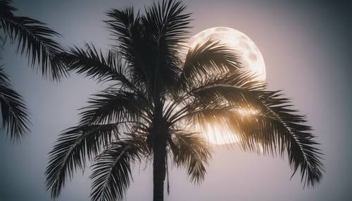 Geceleri dolunayın yumuşak ışınları altında hafifçe aydınlatılan beyaz palmiye ağacı