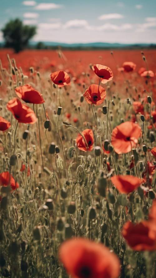 A field full of red poppies swaying under the summer sun in Provence, France.