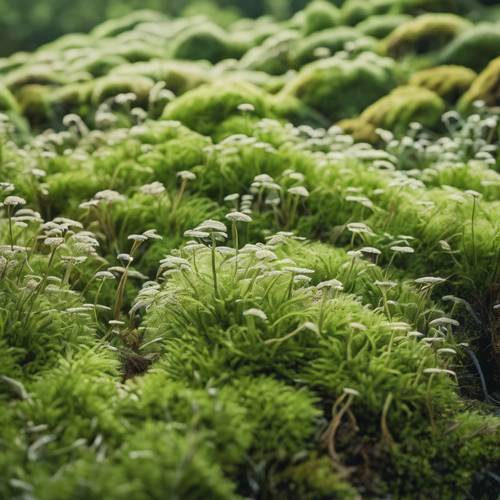愛爾蘭苔蘚盛開的豐富​​綠色床。