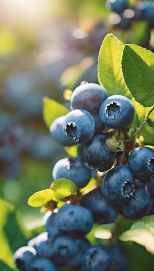 Pemandangan dari dekat sekelompok blueberry segar dan matang di semak-semak, berkilau di bawah sinar matahari pagi.