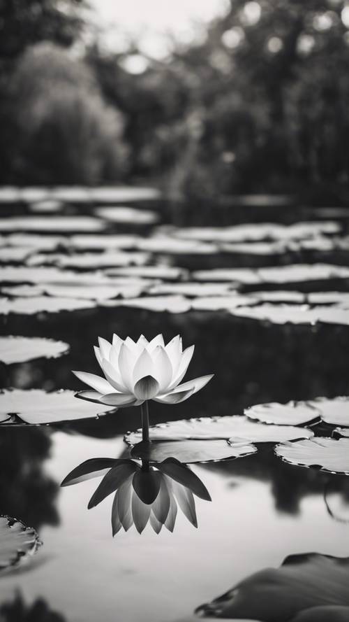평화로운 연못에 조용히 앉아 있는 꽃이 만발한 연꽃의 단색 이미지입니다.