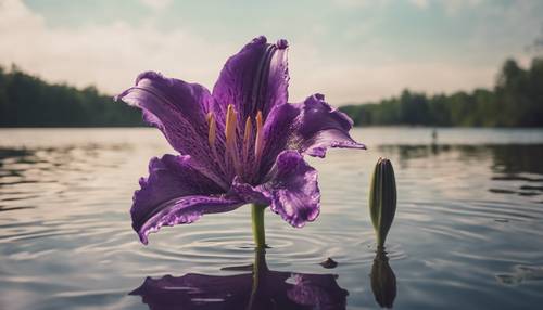 Penggambaran nyata bunga lili ungu raksasa yang mengambang di danau yang tenang.