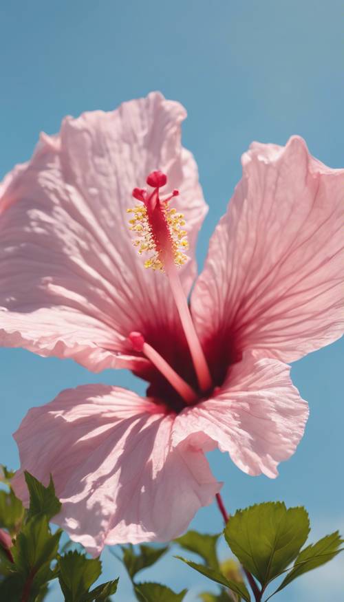 A delicate pink hibiscus flower against a serene blue sky, the wind gently ruffling its petals