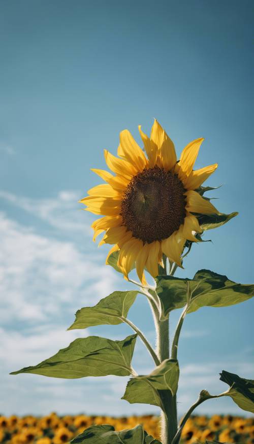 A single proud sunflower standing tall in a clear blue sky.