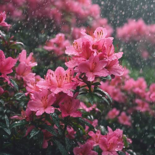 夏の雨に濡れたツツジの花々