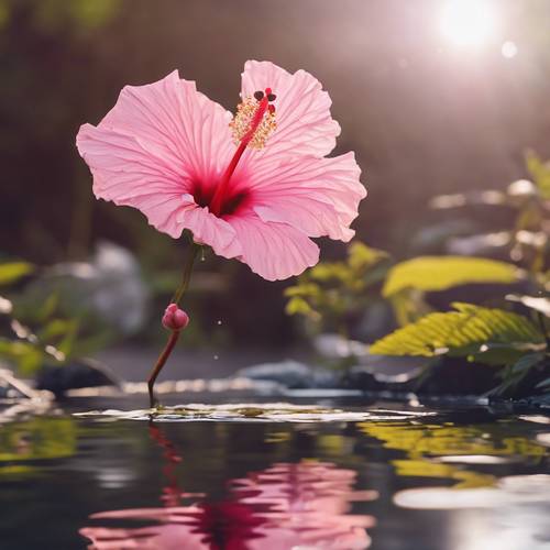 Розовый цветок гибискуса отражается в прозрачном пруду, создавая красивую и безмятежную сцену.