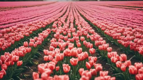 Aesthetic quotes forming the path in a blossoming tulip field.