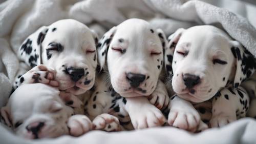 Un gruppo di cuccioli dalmati addormentati sotto un&#39;accogliente coperta bianca in una stanza dei bambini.