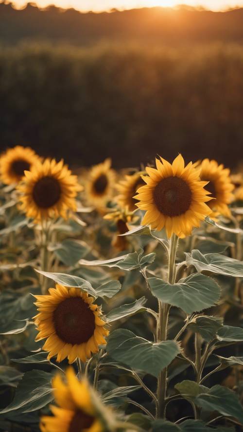 A sunflower field at sunset, the largest flower in the center, glowing warmly.
