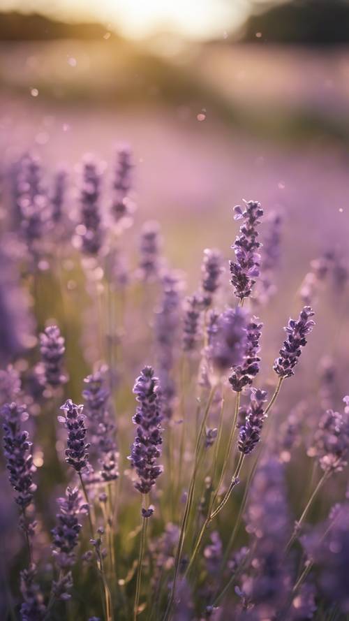 A vibrant field of lavender flowers swaying with the light summer breeze.
