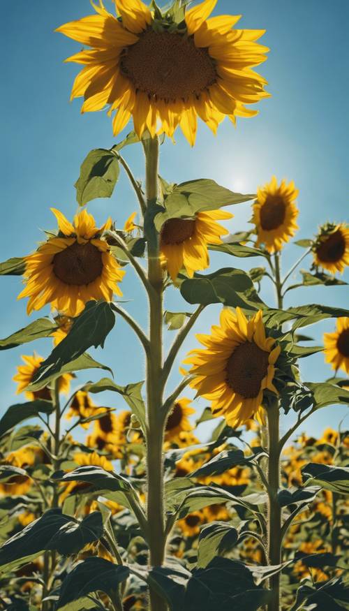 A field of bright yellow sunflowers under a clear blue sky, all turned to face the midday sun.