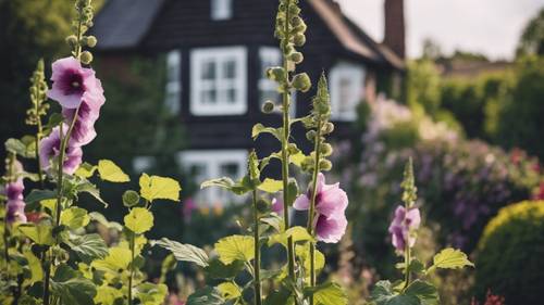 一朵黑色蜀葵花高聳在迷人的英國小屋花園上。