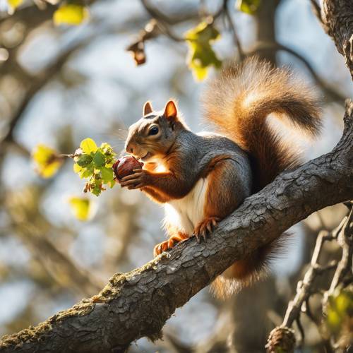 Uno scoiattolo avventuroso che mastica una ghianda appena germogliata su un robusto ramo di quercia immerso nella luce del sole primaverile.