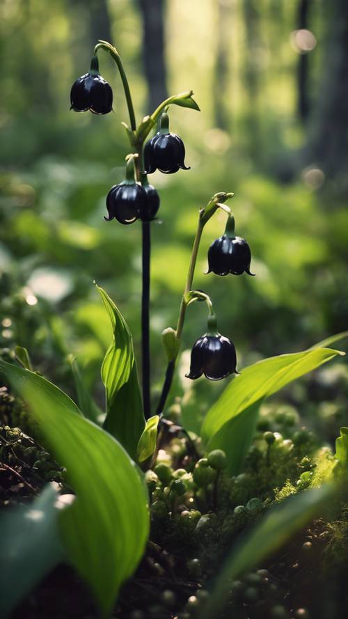 An extraordinary vision of a black lily of the valley in a woodland fantasy setting.