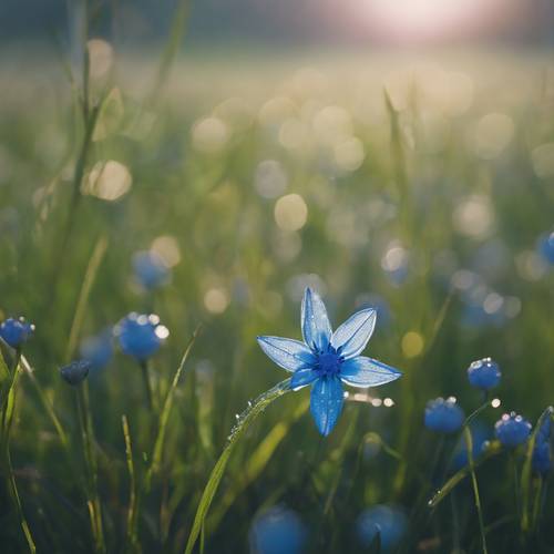 在鬱鬱蔥蔥的春天草地上，一朵精緻的藍色星形花朵的特寫，花瓣上掛著晨露。