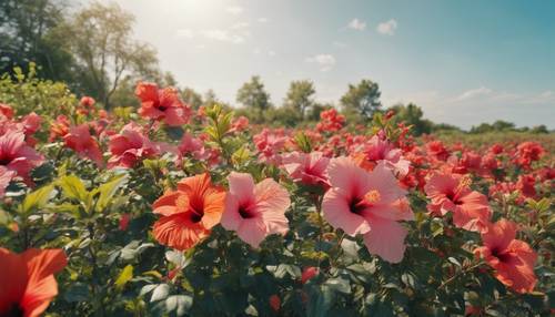 A field bursting with a variety of hibiscus species, creating a riot of colors against the backdrop of a clear, azure sky.‎