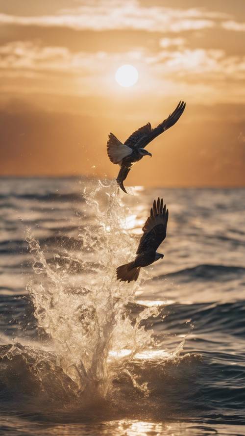 A sea hawk diving onto the ocean surface to grab its catch with the sun setting in the background.