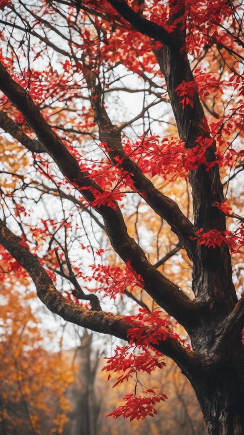 กิ่งก้านของต้นไม้เปลือยที่รายล้อมไปด้วยใบไม้สีแดงและเหลืองสดใสในป่าฤดูใบไม้ร่วงที่มีอากาศหนาวเย็น