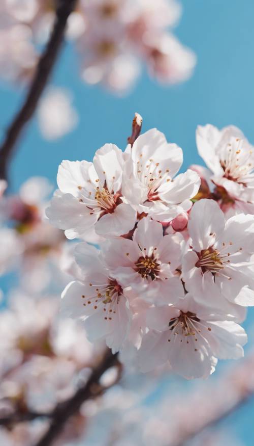 A close-up view of delicate cherry blossoms in full bloom against a clear blue sky.
