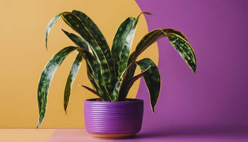 黃色花盆中的蛇植物充滿活力，與簡約的紫色背景形成鮮明對比。