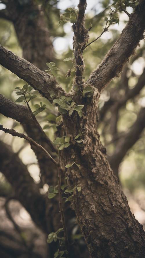 Un arbre rustique qui se ramifie en « La croissance est douloureuse, le changement est douloureux, mais rien n&#39;est aussi douloureux que de rester coincé là où vous n&#39;appartenez pas ».