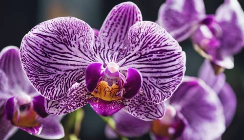 Eine detaillierte Nahaufnahme einer tropischen Orchidee, die ihre leuchtend violette Farbe und ihre komplizierten Muster zeigt. Hintergrund [2964e61528364d1daf15]